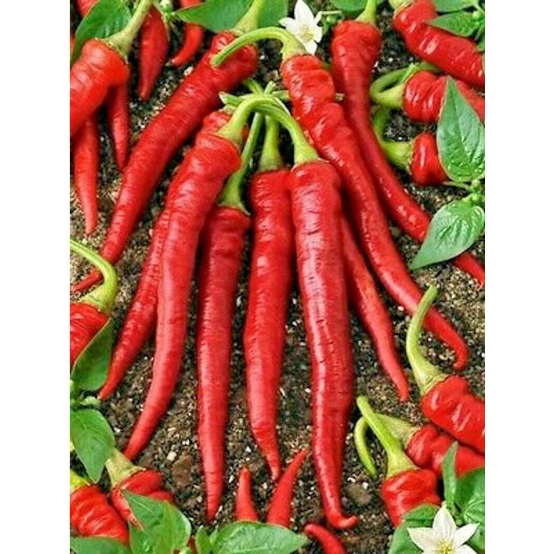 Guaranteed germination rate LONG RED CAYENNE HOT pepper seeds NONGMO