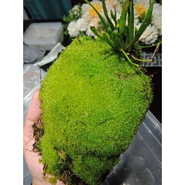Live and Fresh PINCUSHION MOSS (TERRESTRIAL MOSS) Shopee Philippines