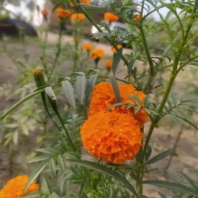 Marigold Flowers Seeds (50pcs) Shopee Philippines