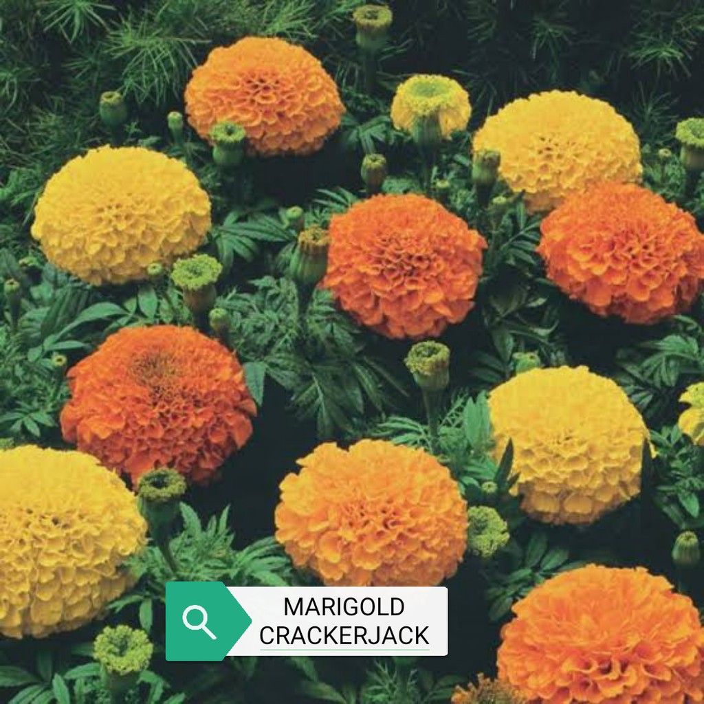 Crackerjack Marigold Seeds | Shopee Philippines