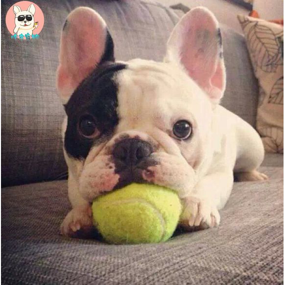 on the ball dog training