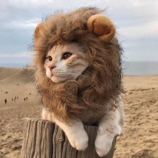 Free Shipping COD☈Cat lion headgear funny pet dress up ears hat dog cat cat cute funny headwear hair