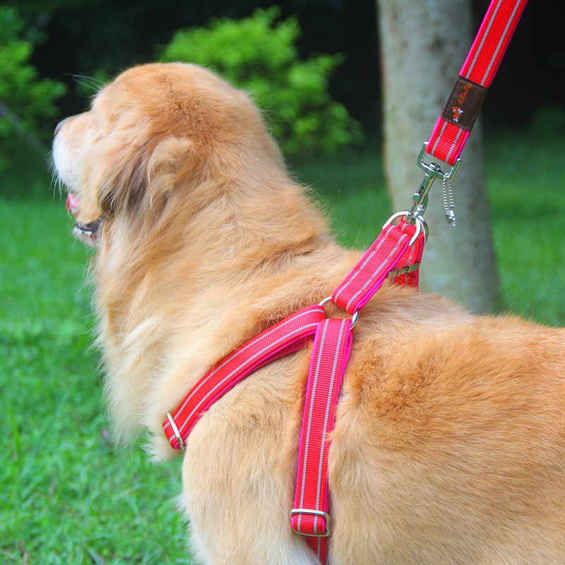 dog chain leash