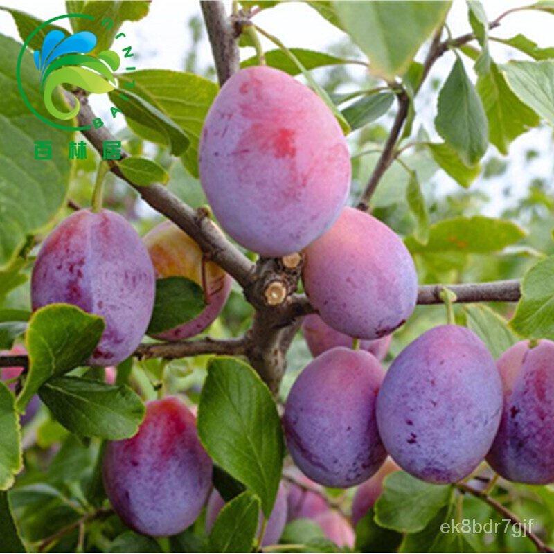Fruit Sapling Prune Goddess Plum Sapling Prune Queen Li Zimiao Southern