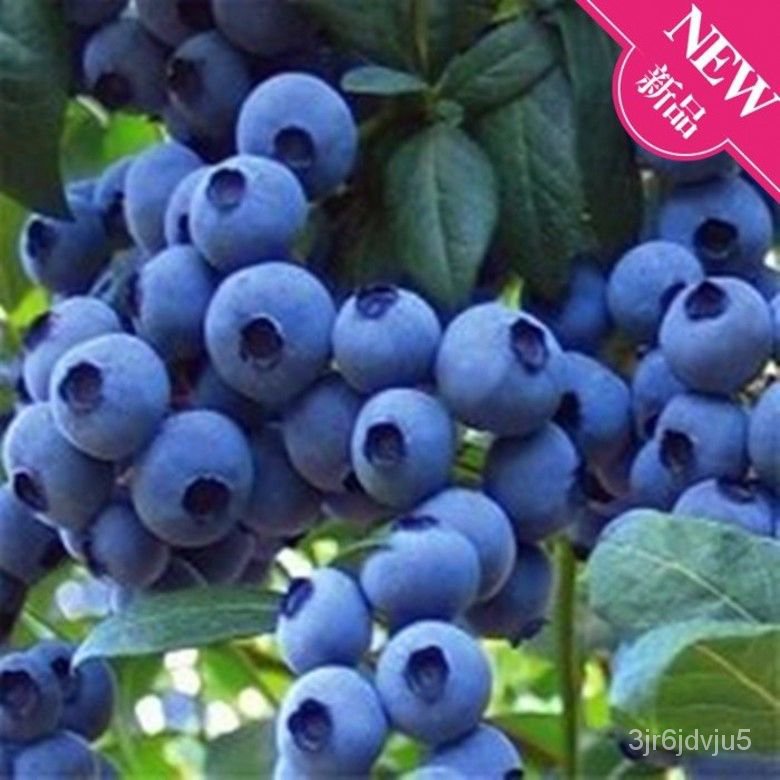 Buy One Get One Free Blueberry Sapling Garden Planting Rabbit Eye ...