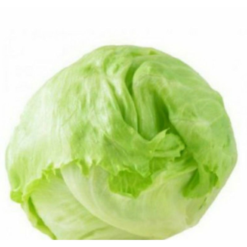 LOWLAND ICEBERG LETTUCE(repacked) Shopee Philippines