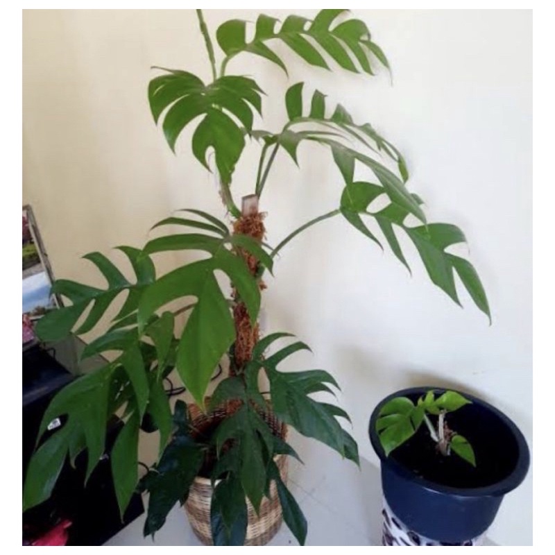 Dragon Tail Monstera (Epipremnum Pinnatum) Cuttings/Sanga | Shopee