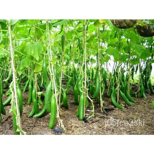 High quality seeds Seeds Cucumber Burpless Giant Long Rare Vegetable
