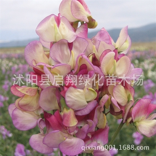 100pcs sweet pea seed, spring and autumn sowing indoor fragrant herb flower seeds #9