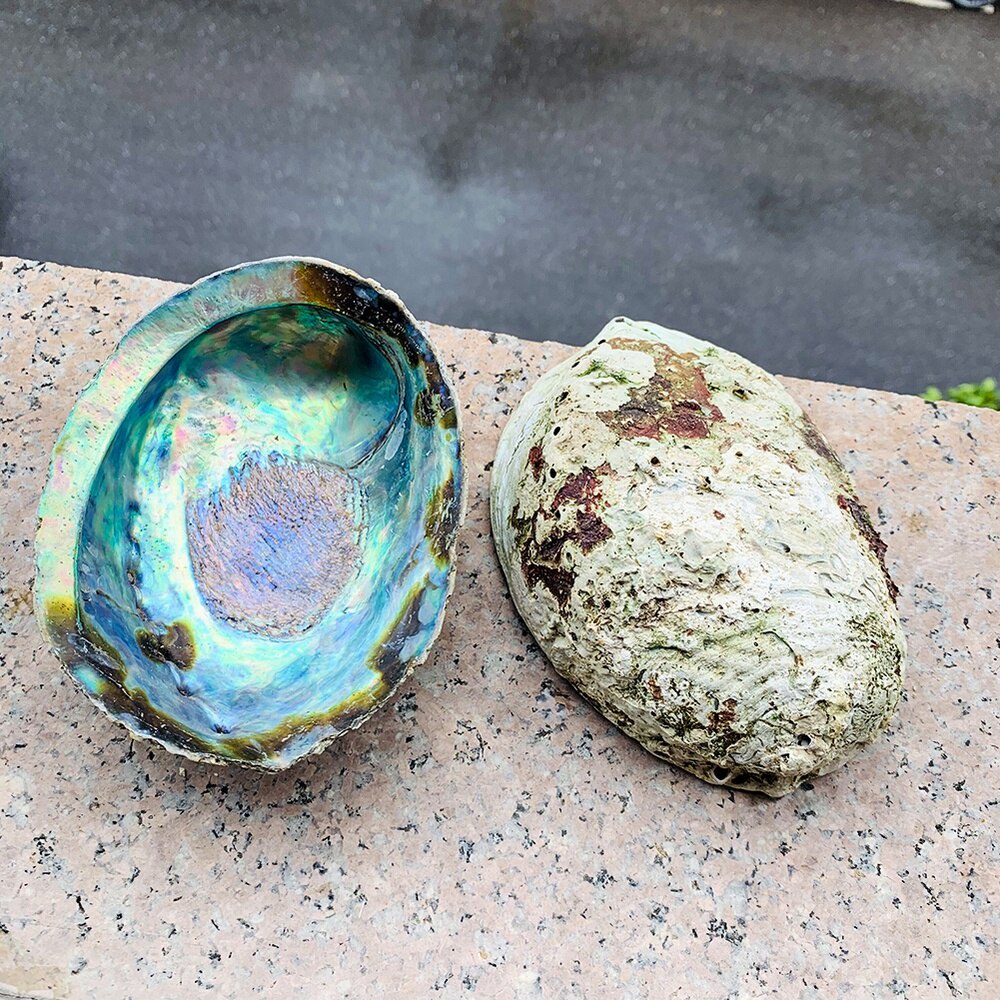 13-15CM Abalone Shell Natural Large Sea Shells Beach Decor Soap Dish Jewelry DIY Shell Nautical Home #5