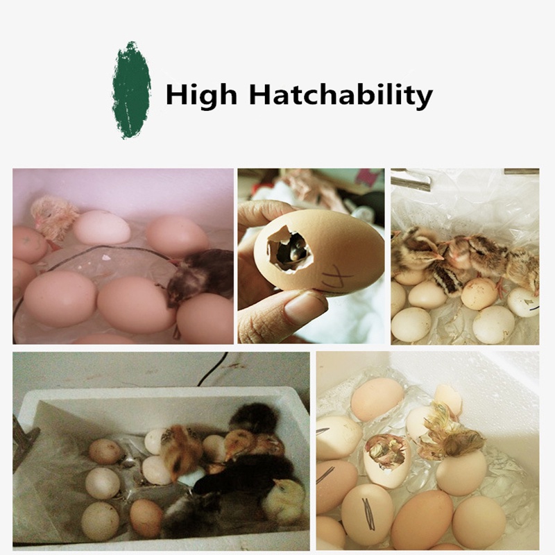 （hot）22/32/42 Eggs Automatic Family Egg Incubator Digital Chicken Duck Poultry Hatcher Tray Brooder #4