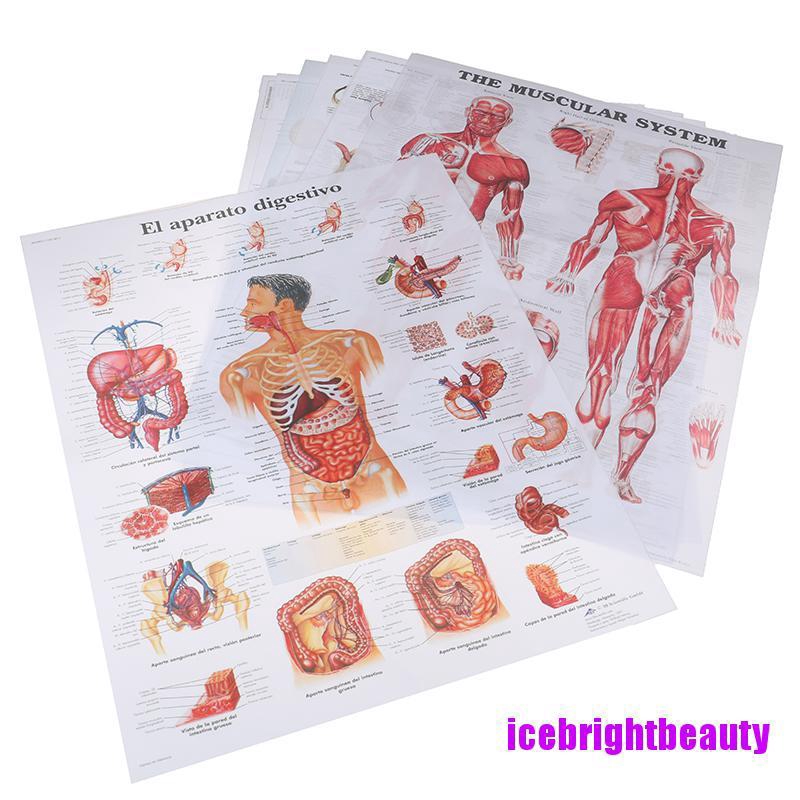 Icebc Human Anatomy Muscles System Poster Print Body Map Silk Painting Wall Pictures Shopee