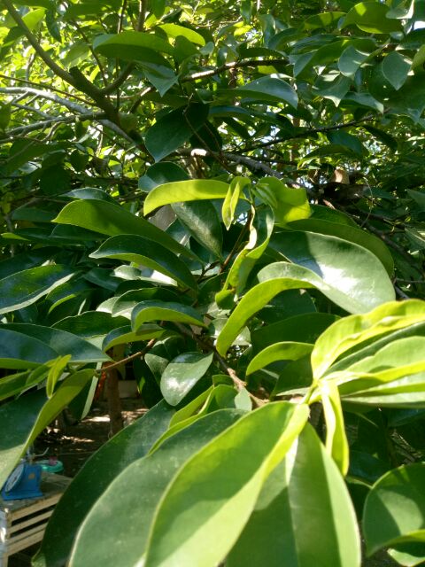 Guyabano Leaves Soursop Leaves Dahon Ng Guyabano Shopee Philippines