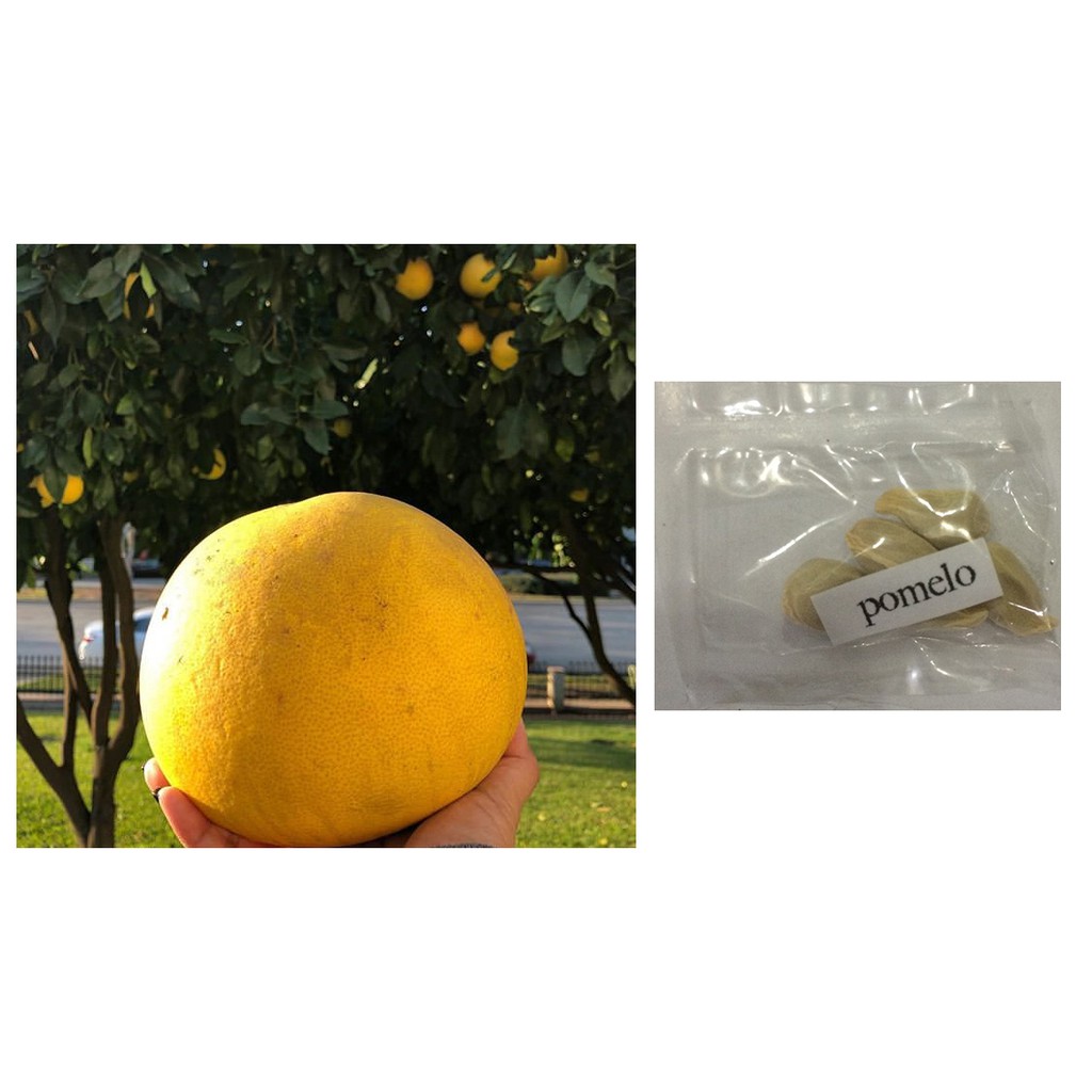 Thai Pomelo Citrus Tree Seeds Shopee Philippines