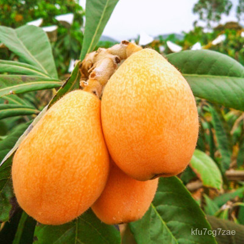 Grafting Loquat Seedlings North South Five-Star Big Loquat Four Seasons ...