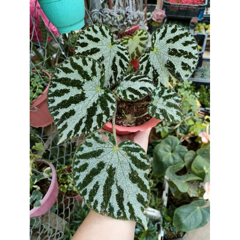 Begonia Imperial Luzon Only | Shopee Philippines