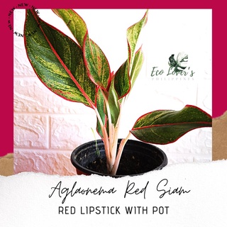 Aglaonema Red Siam Aurora / Red Chinese Evergreen with pot #4