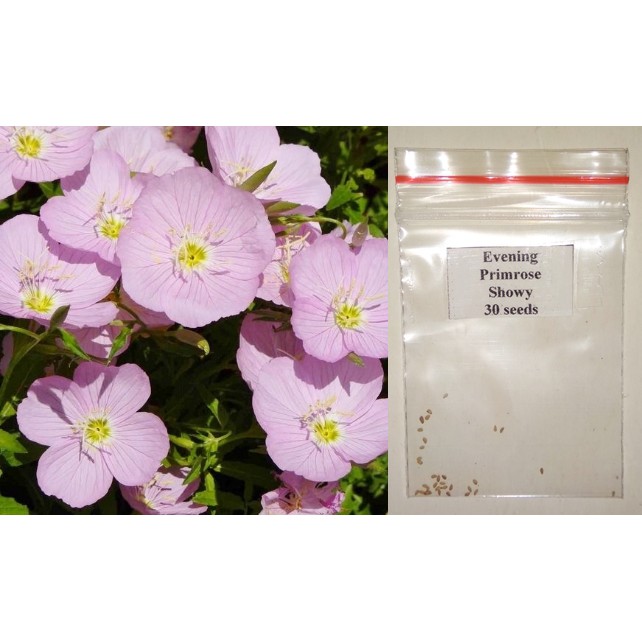 Showy Evening Primrose Flower Seeds | Shopee Philippines