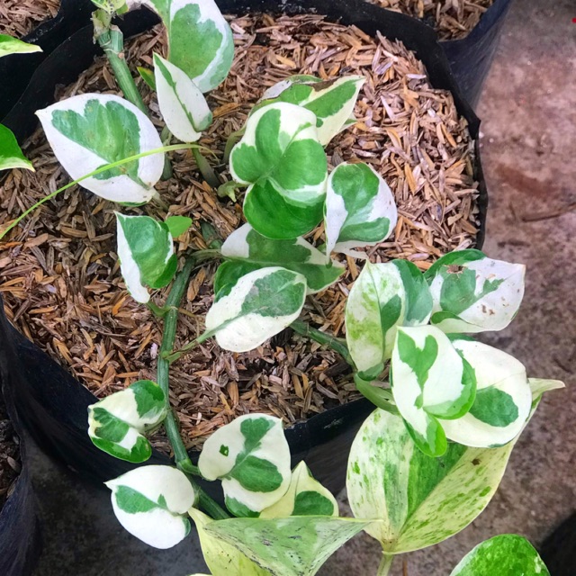 Pothos & Philodendron Plants Shopee Philippines