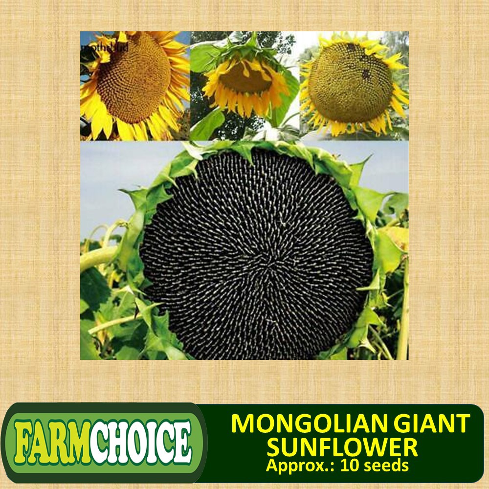 MONGOLIAN SUPER GIANT SUNFLOWER (10 seeds) Shopee Philippines