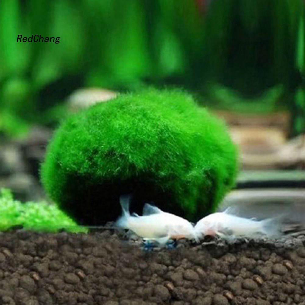 Rdcg 6pcs 3 4cm Aquarium Marimo Moss Balls Natural Plant Fish Tank