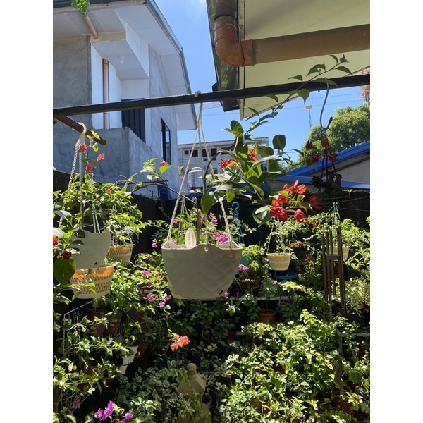 Malaysian Bougainvillea in hanging pots (Lalamove delivery only) Shopee Philippines