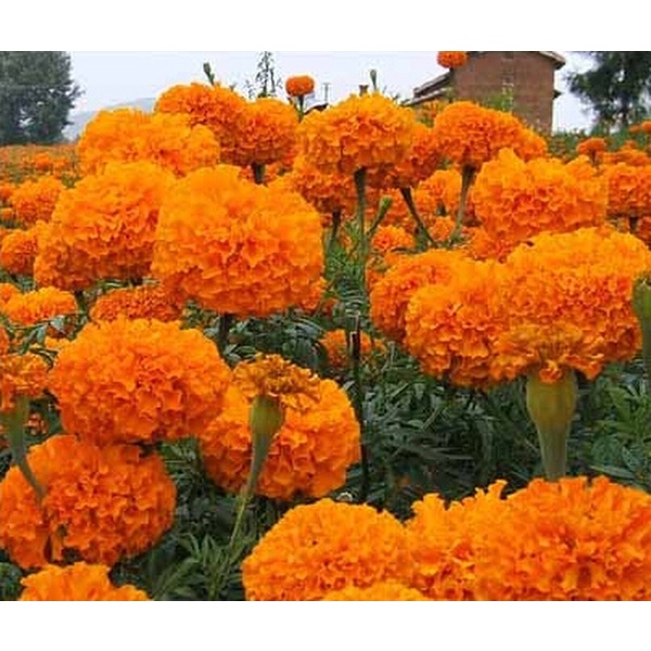 New Store Offers Philippines Ready Stock 100 Pcs Marigold Seeds Home Garden Fruit Seeds Flower Seeds
