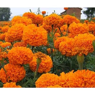 New Store Offers Philippines Ready Stock 100 Pcs Marigold Seeds Home Garden Fruit Seeds Flower Seeds #3