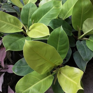 Philodendron Black Cardinal Variegated Shopee Philippines