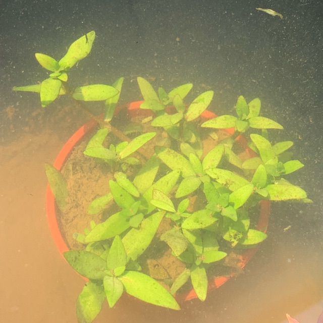 NASEA TRIFLORA AQUATIC PLANT Shopee Philippines