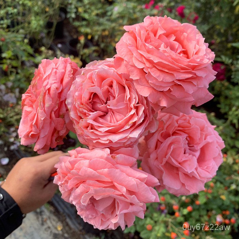 Alch Coral Jelly Chinese Rose Shrub Balcony Potted Garden Garden Field Cultivation Large Flower Grou