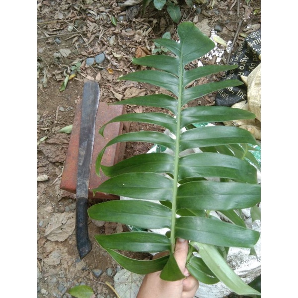 Live plants Giant Monstera Dragon Tail (rooted) | Shopee Philippines