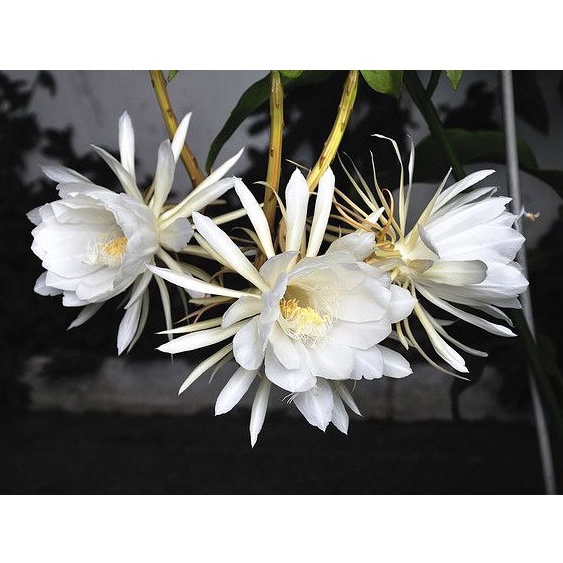 Dama de noche flower Plant seeds | Shopee Philippines