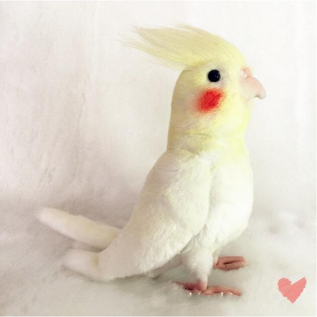 cockatiel teddy