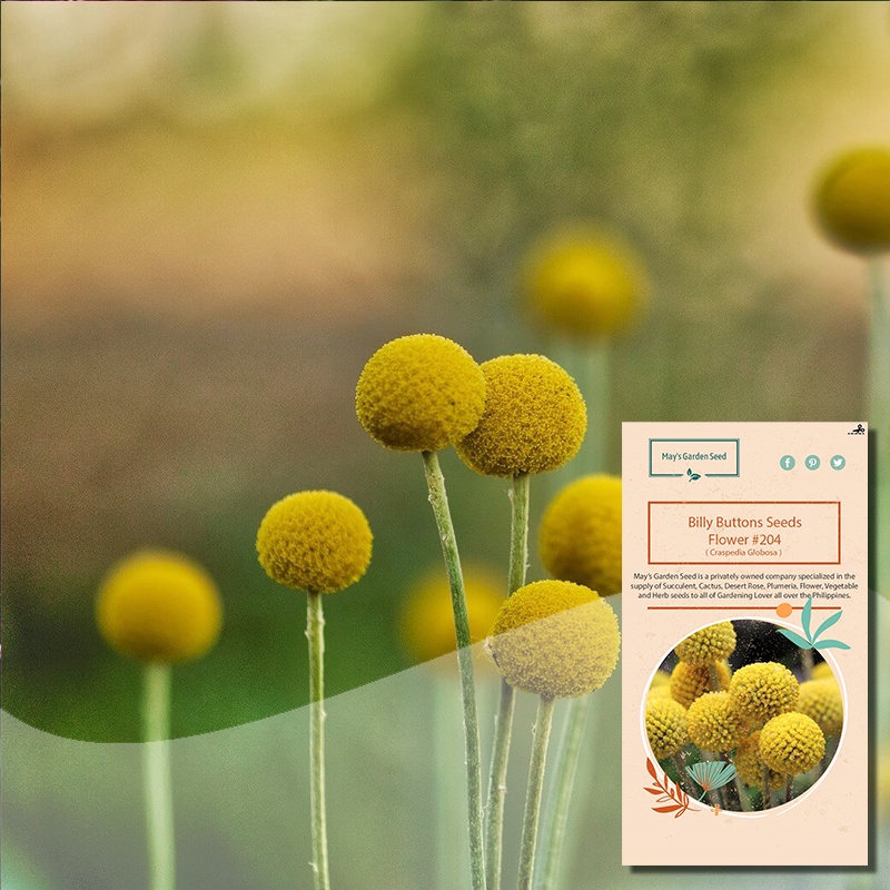 Billy Buttons Seeds, Craspedia Globosa Seeds, Flower204