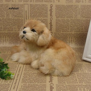 pekingese dog price
