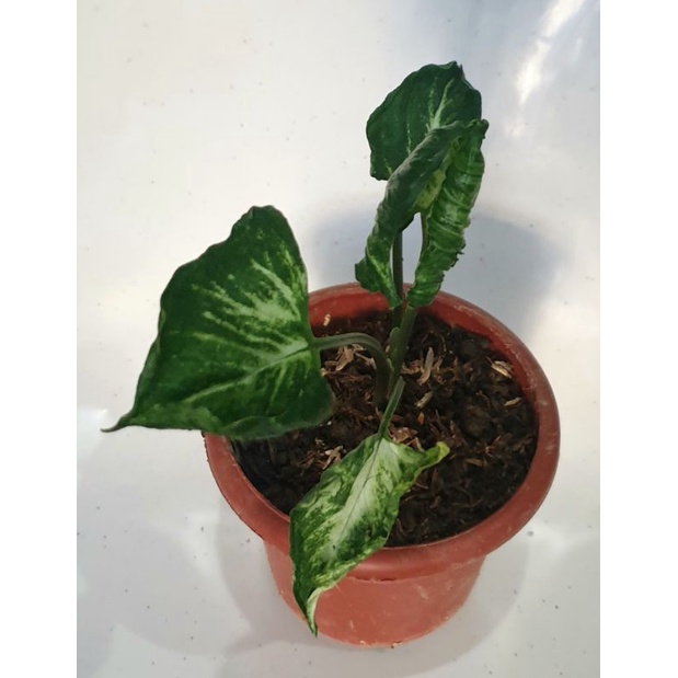 Syngonium Godzilla Plant Shopee Philippines