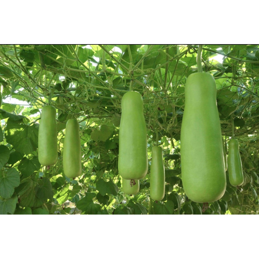 upo / bottle gourd seeds 20pesos per pack condor seed plant