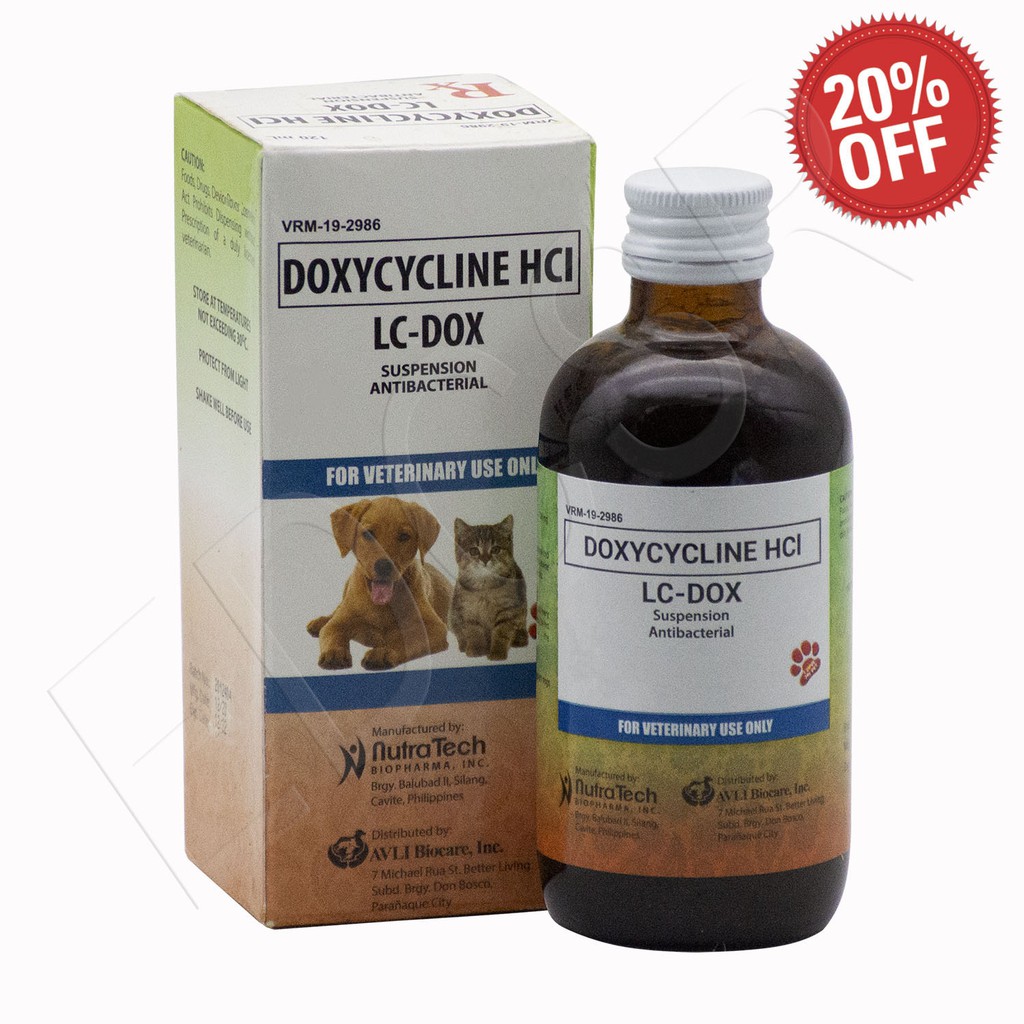 Can You Give A Cat Dog Antibiotics