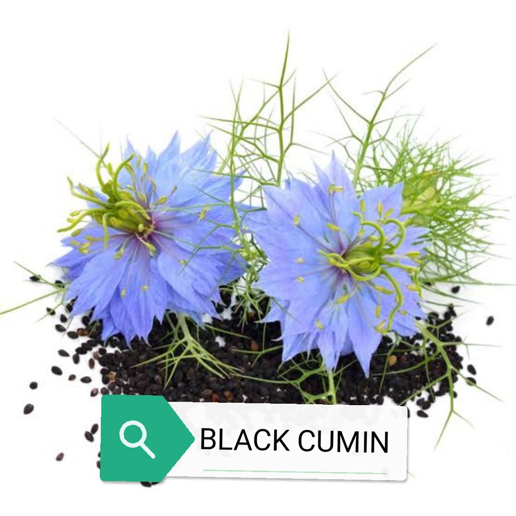 Black cumin herb seeds Shopee Philippines