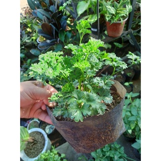 Available live plants (Herbs) #4