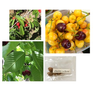 Fig Trees For Sale