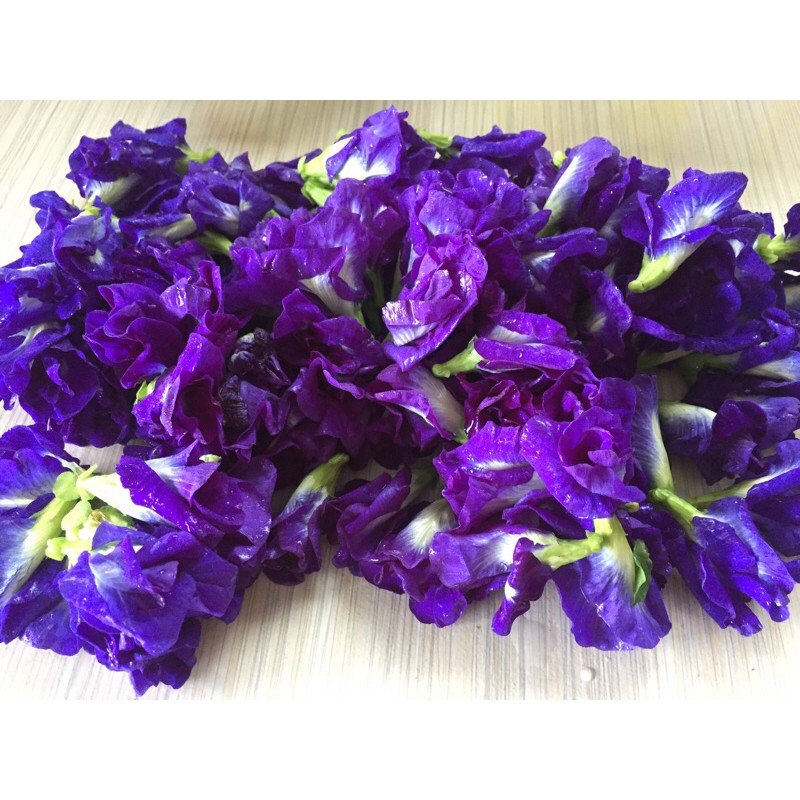 Blue Ternate/Butterfly Pea Seeds (10pcs) Shopee Philippines