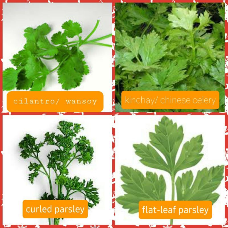 herbs collection seeds (Kinchay, Parsley, Wansoy) Shopee Philippines