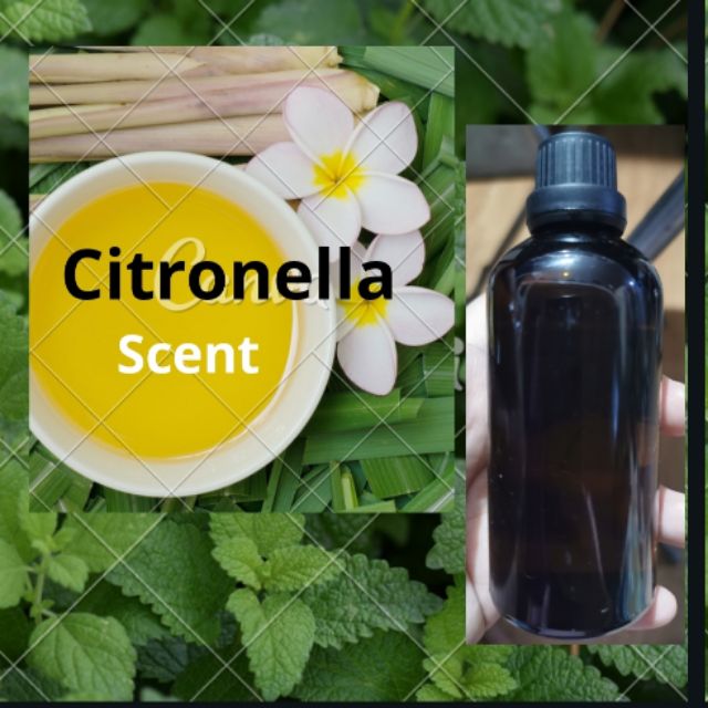 Citronella Fragrance Oil 50ml, Shopee Philippines