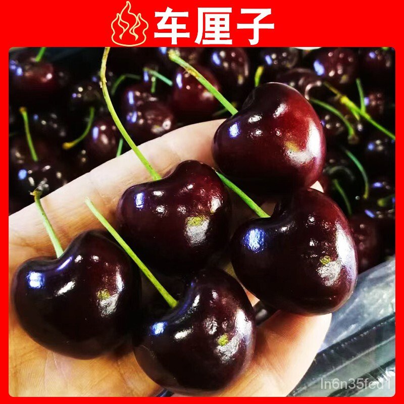 Cherry tree seedlings Cherry Seedlings Potted Plant Field Cultivation With Branches The North