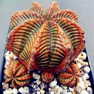 Hot Sell Succulent Plants 100 PcsPack Euphorbia Obesa Seeds, Very Rare Cactus Flower Seeds for Garde #6