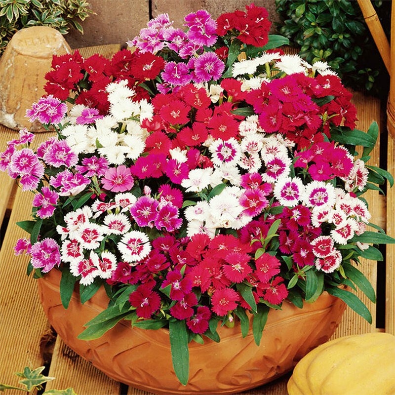 Flower Seed Four Seasons Grow up Easily Colorful Long Summer American