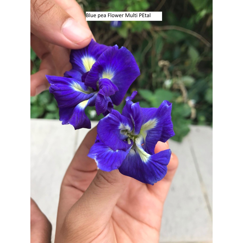 blue-ternatea-multi-petal-seeds-shopee-philippines