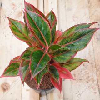 seeds Aglaonema Siam Aurora (red lipstick) #3